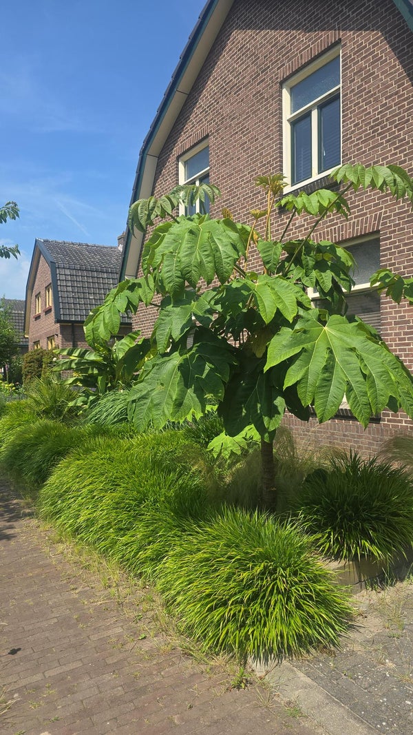 Enkweg