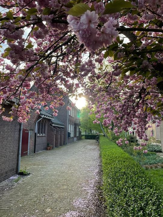 Appartement Oranjeboomstraat in Breda