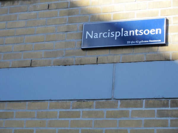 apartments for rent on Narcisplantsoen
