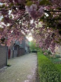 Oranjeboomstraat