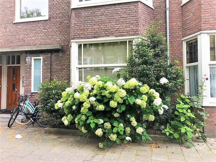 Te huur: Appartement Gaaspstraat in Amsterdam