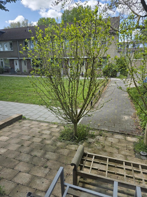 Appartement Torenmolen in Purmerend