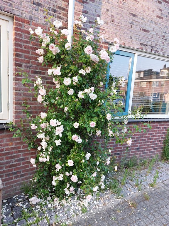 Tussenwoning te koop: Socrateshof 3, Huizen