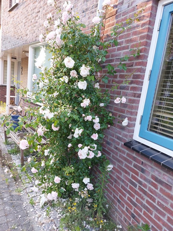 Tussenwoning te koop: Socrateshof 3, Huizen