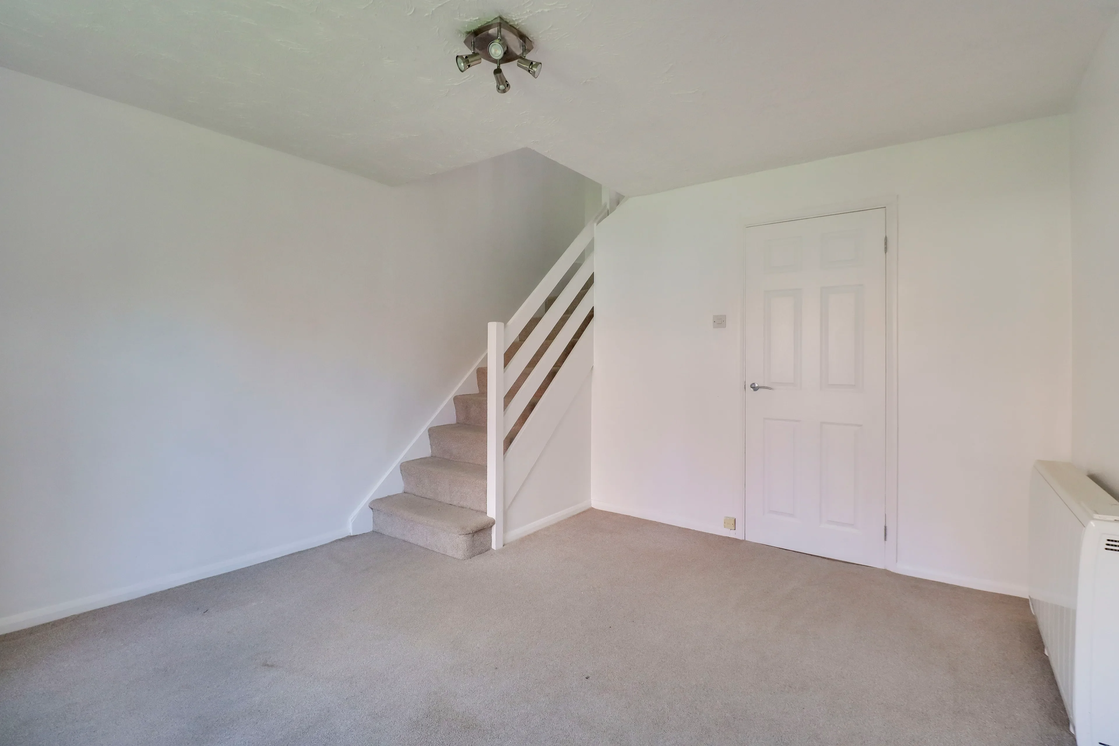 House Muntjac Close in Huntingdonshire