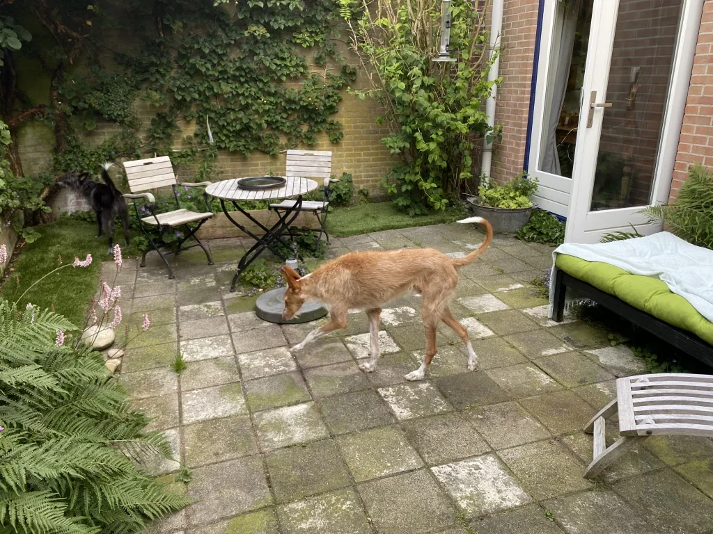 Appartement Vroonhof 5