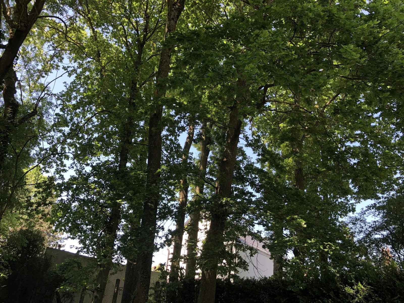 Chambre Avenue du Bois Saint-Martin à Noisy-le-Grand