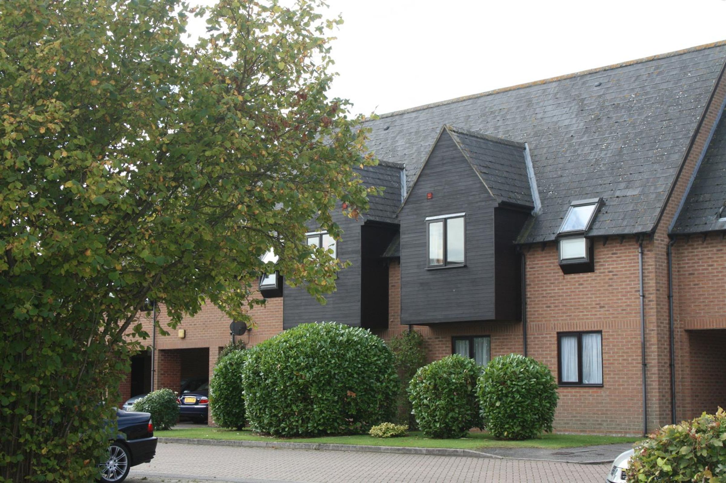 Flat Poplars Close in Stone