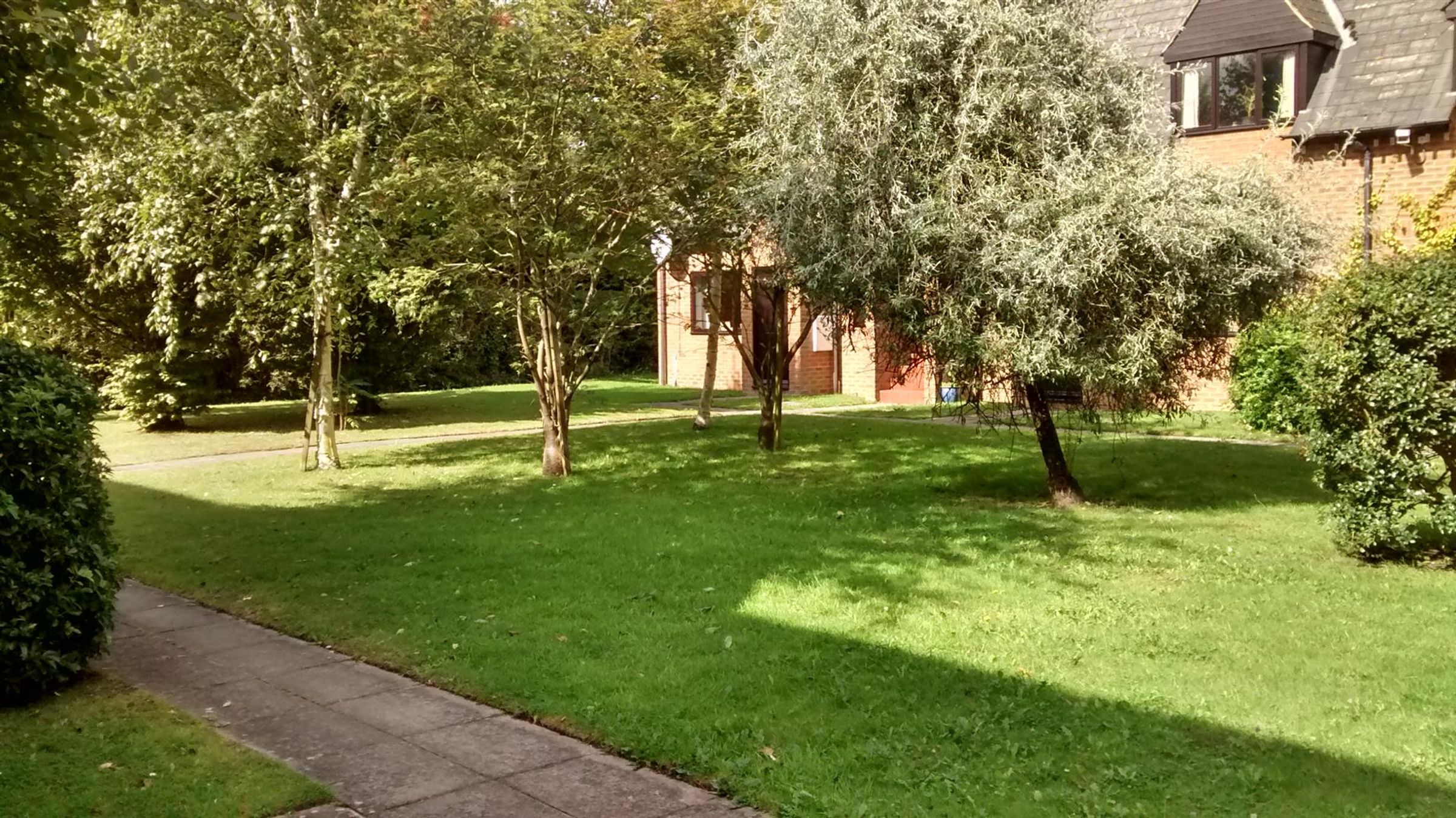 Flat Poplars Close in Stone