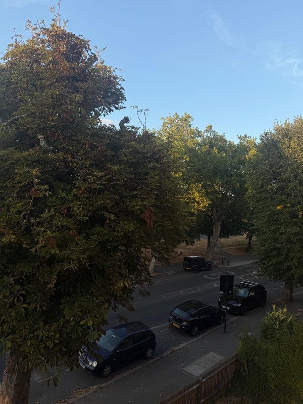 Room Adelaide Avenue in Greater London
