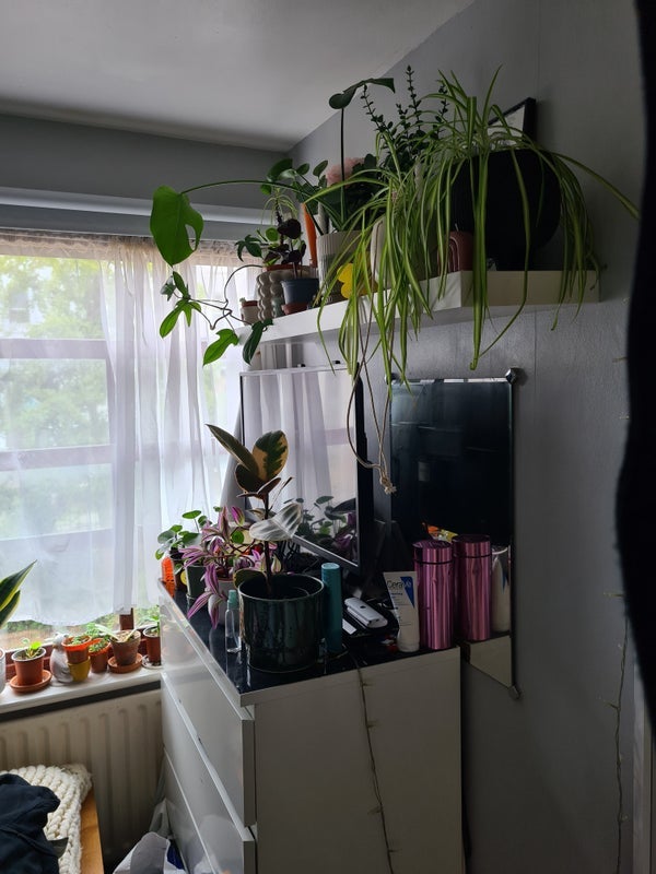 Room Park Hill in Greater London