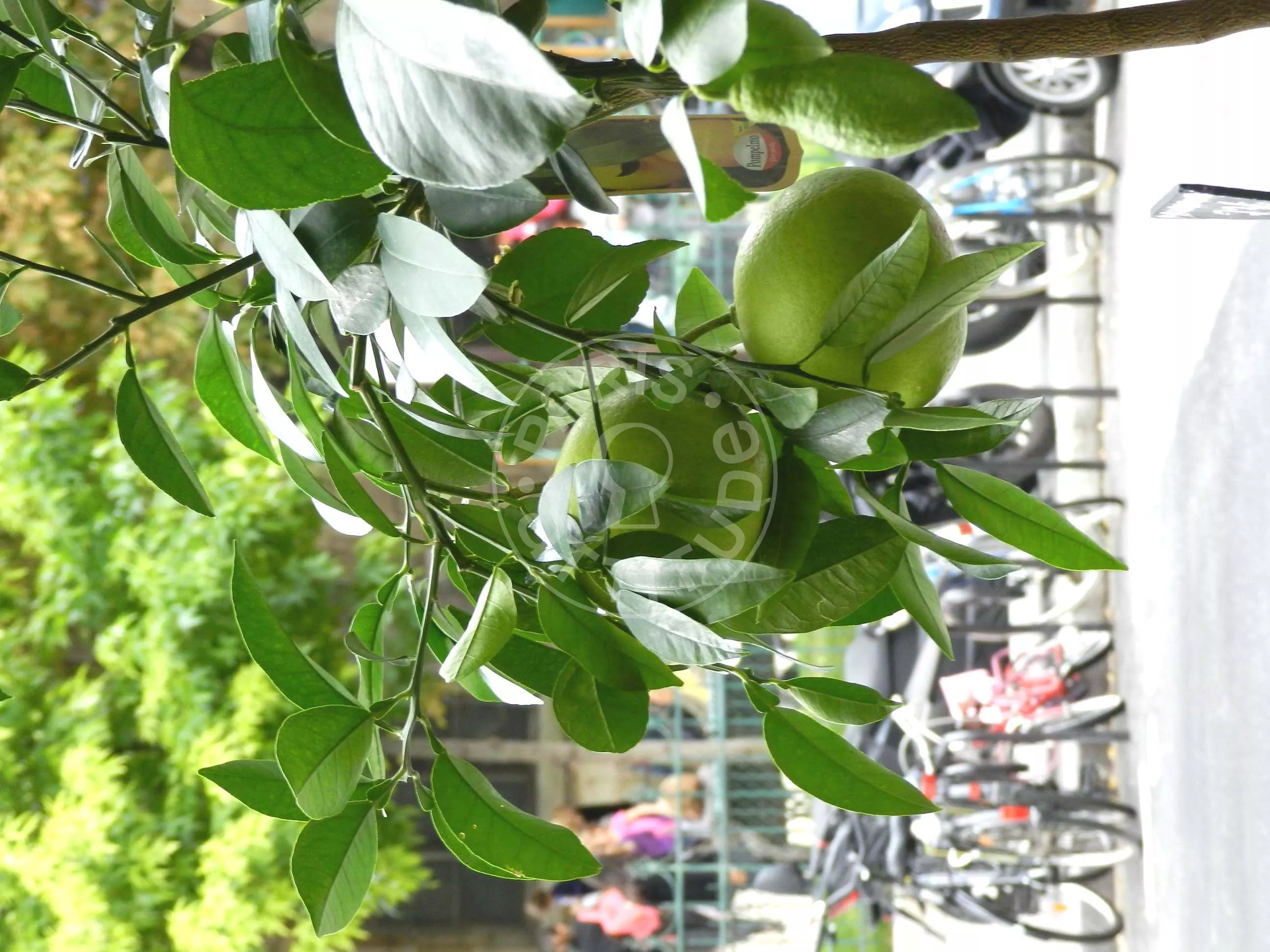 Flat Rue Censier in Paris