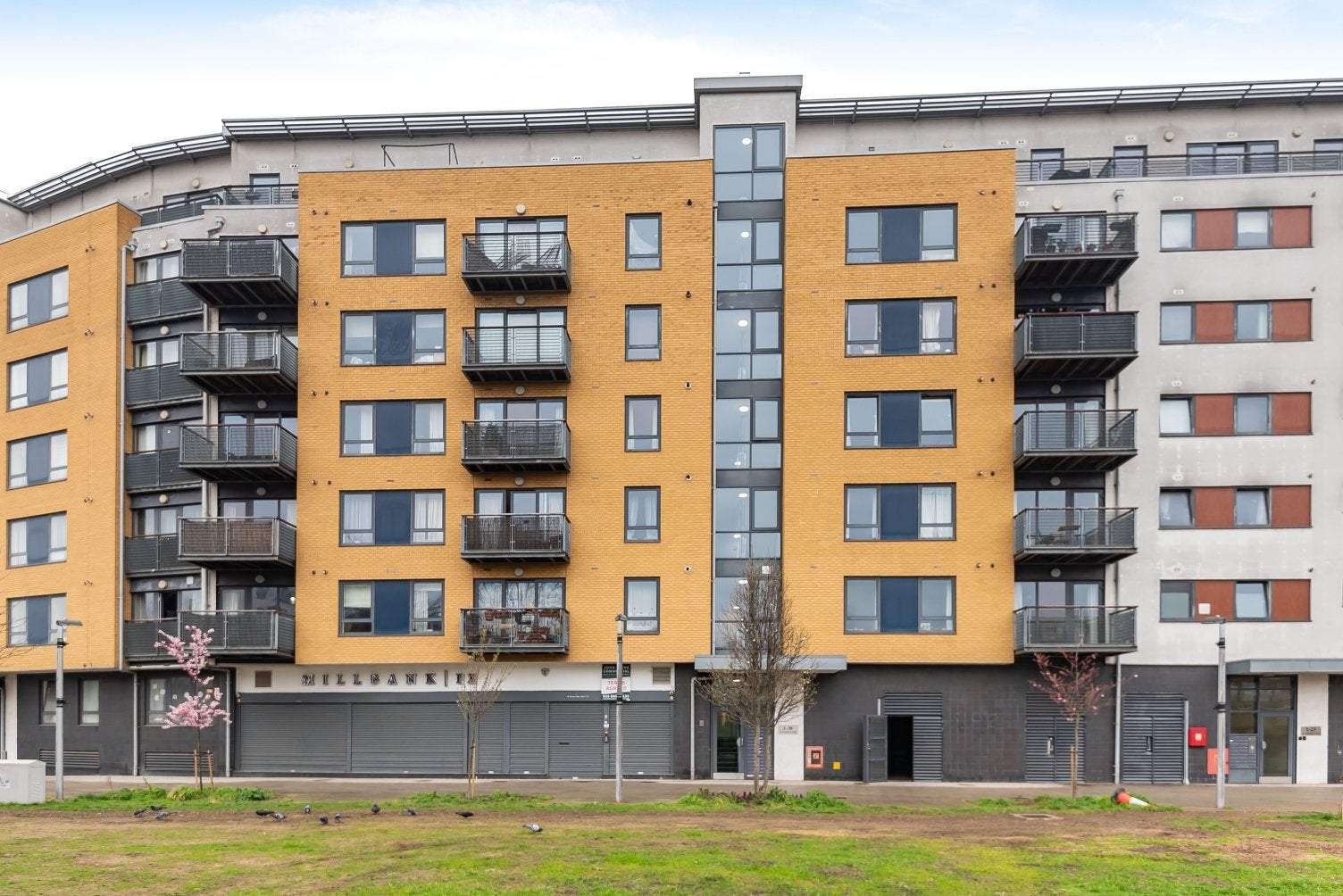 Flat Straightsmouth in Greater London