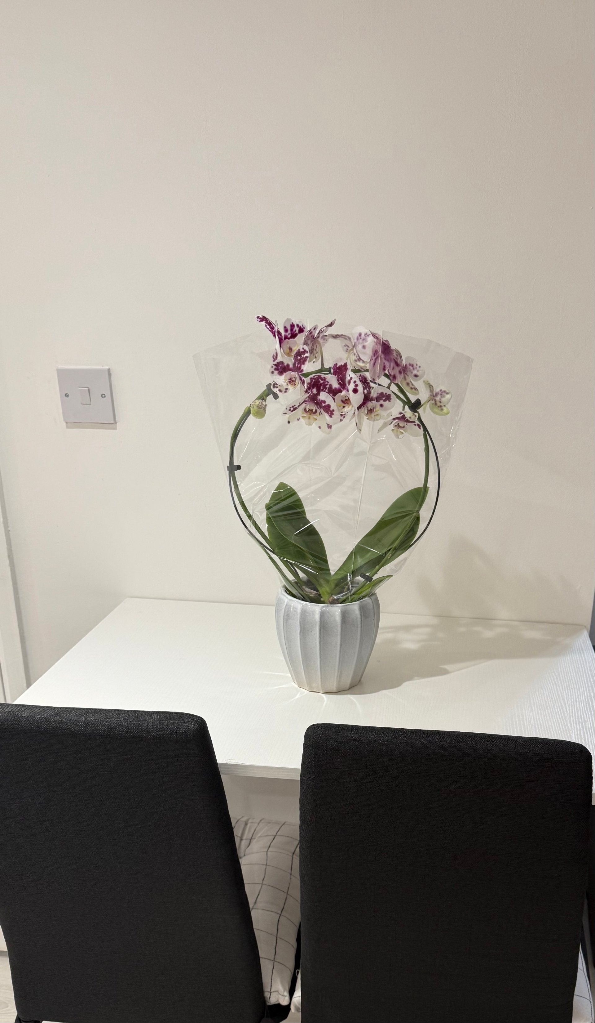 Room Chipmunk Chase in Welwyn Hatfield