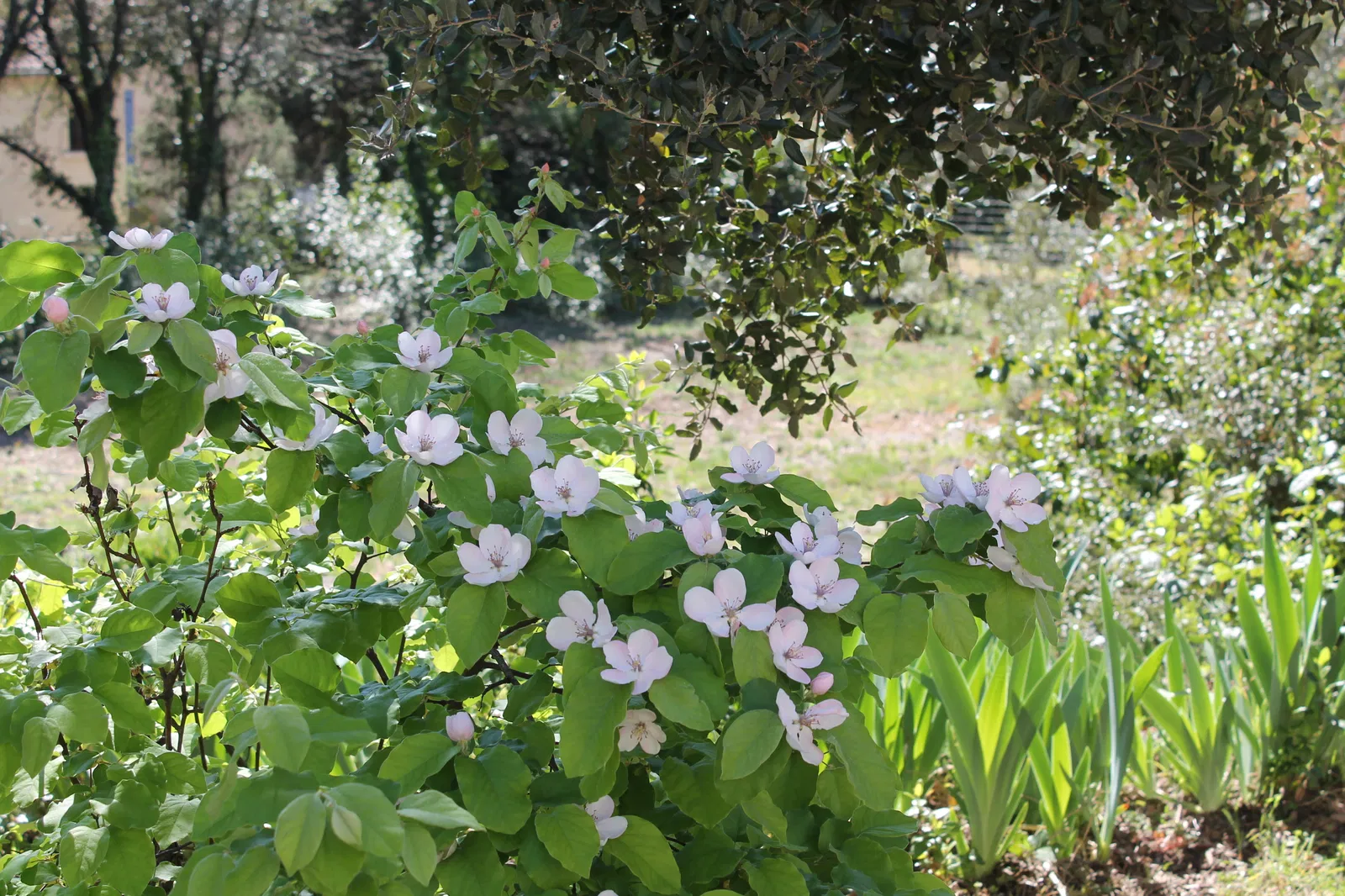 Room Rue de l'Égalité in Garrigues-Sainte-Eulalie