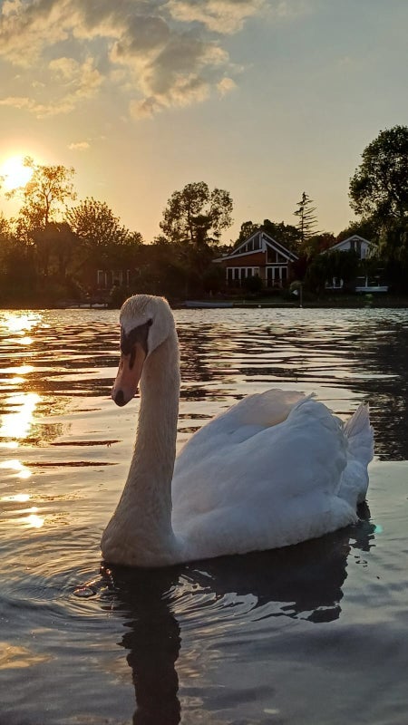 Room Thames Mead in Elmbridge