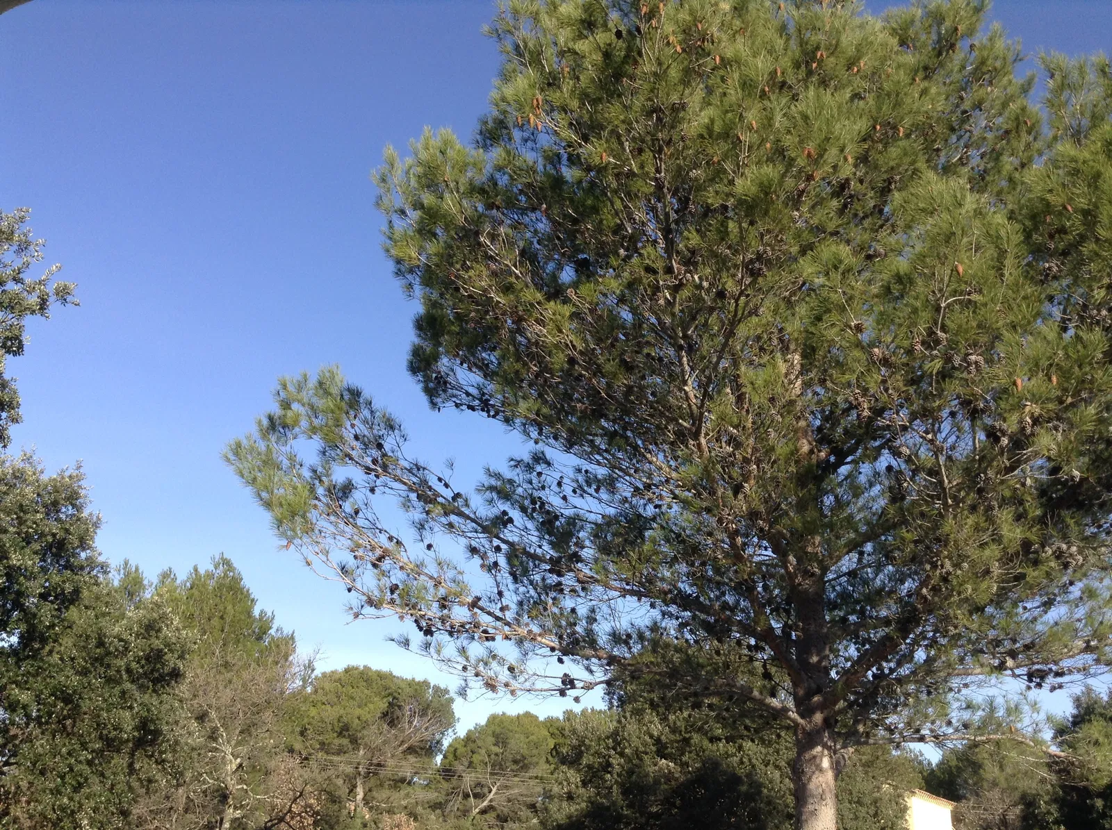 Room Rue de la Privadière in Garrigues-Sainte-Eulalie