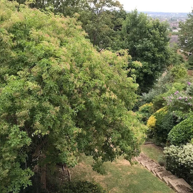 Flat Honor Oak Road in Greater London
