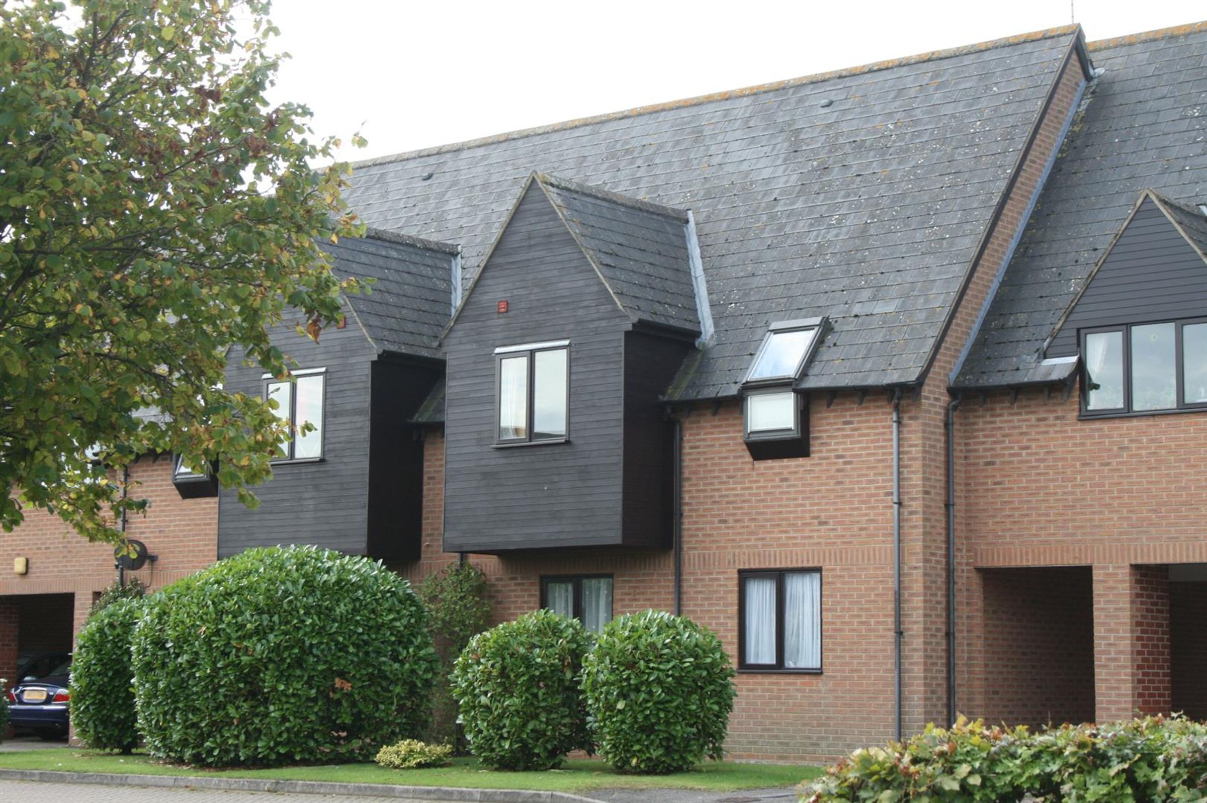 Flat Poplars Close in Stone