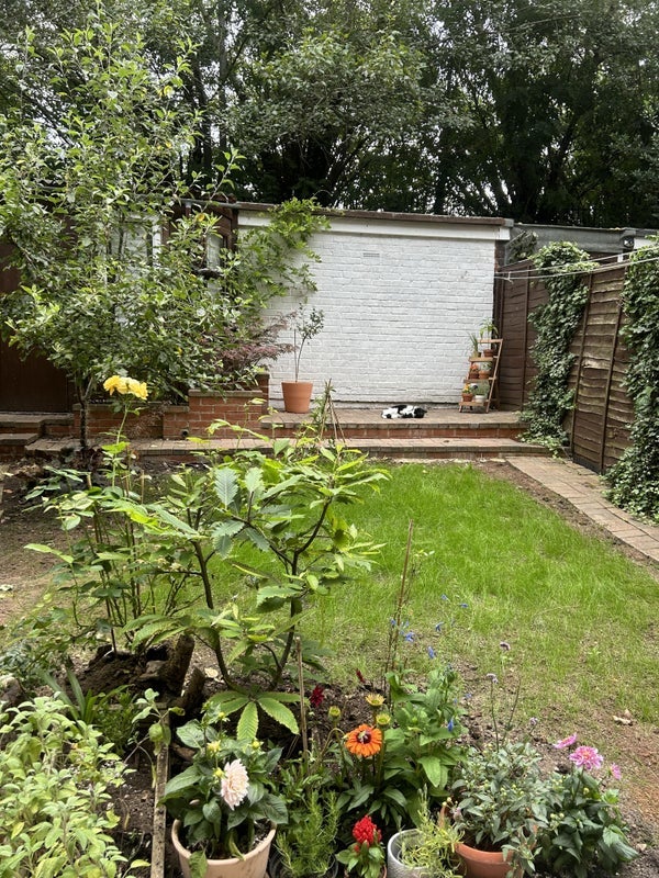 Room Flintmill Crescent in Greater London