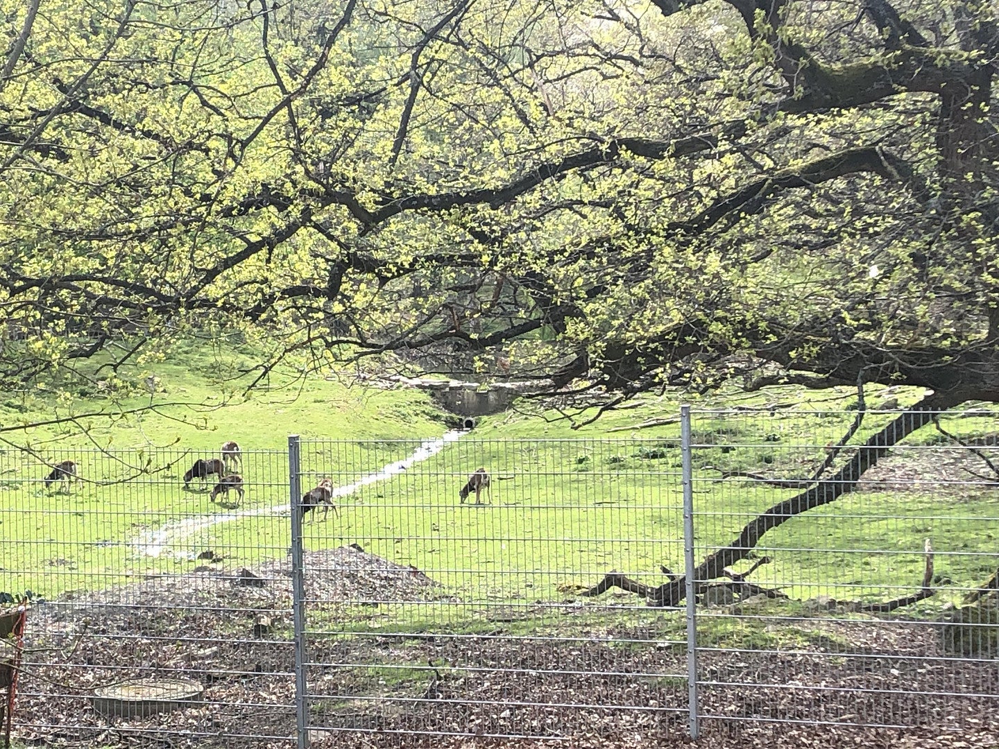 Wohnung Am Wildpark in Bad Harzburg