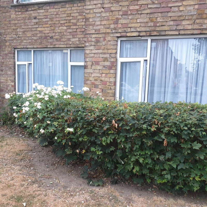 Room Earlham Grove in Greater London