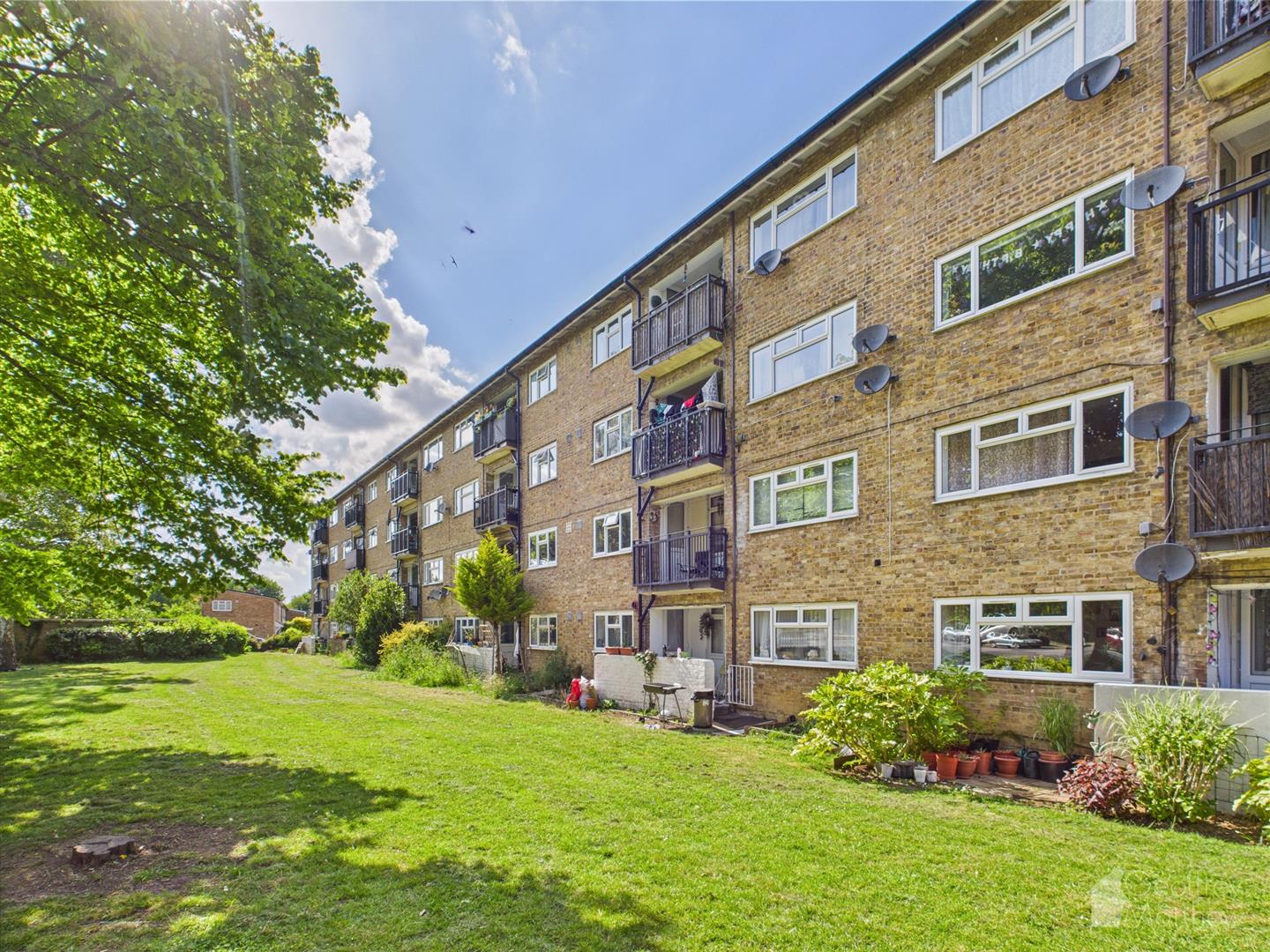Flat Ladyshot in Harlow