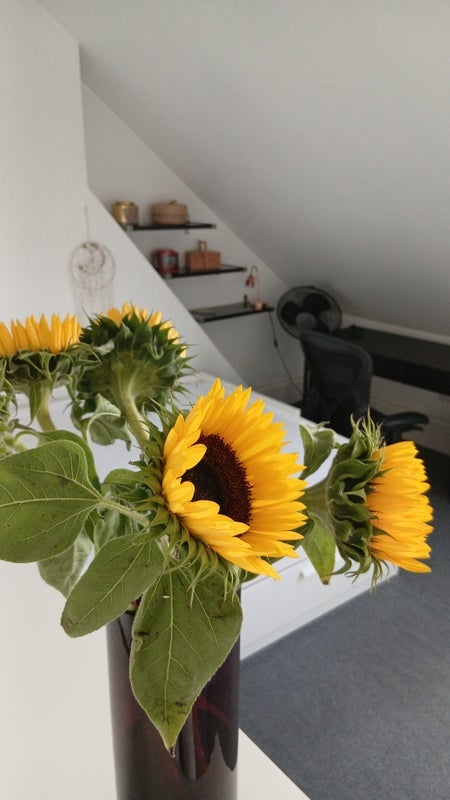 Room Westbury Avenue in Greater London