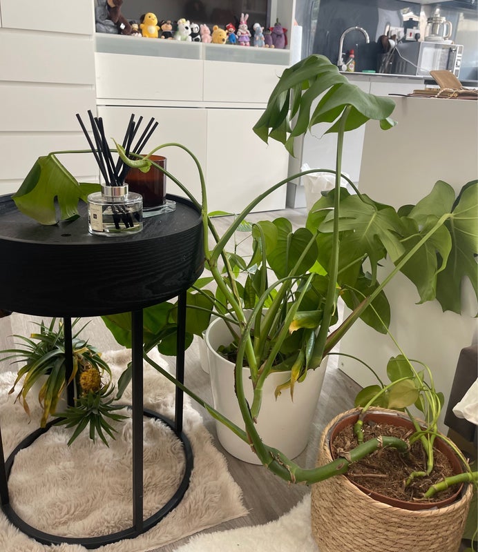 Room Swedenborg Gardens in Greater London