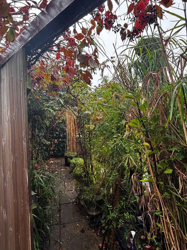 Room Cannon Hill Lane in Greater London