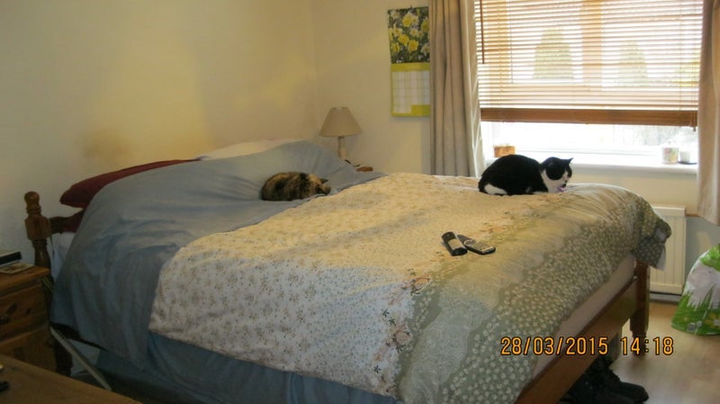 Room Wilmot Green in Brentwood