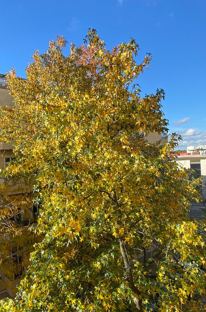 Wohnung Emdener Straße in Berlin