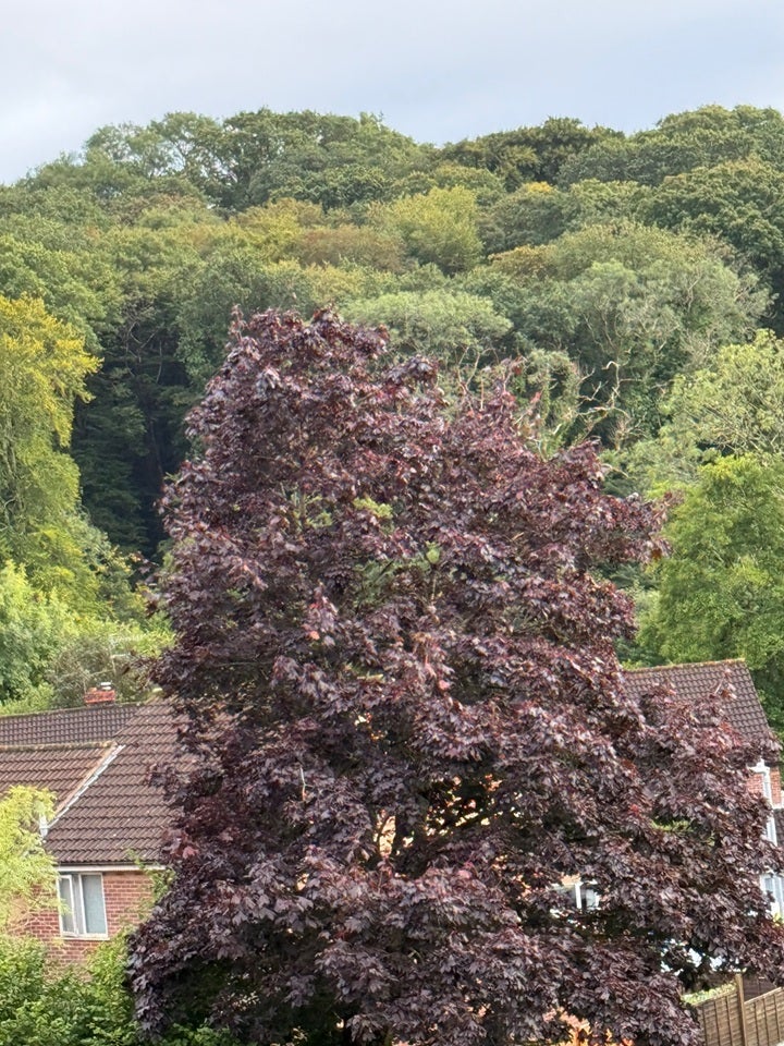 Flat Canterbury Drive in Plymouth