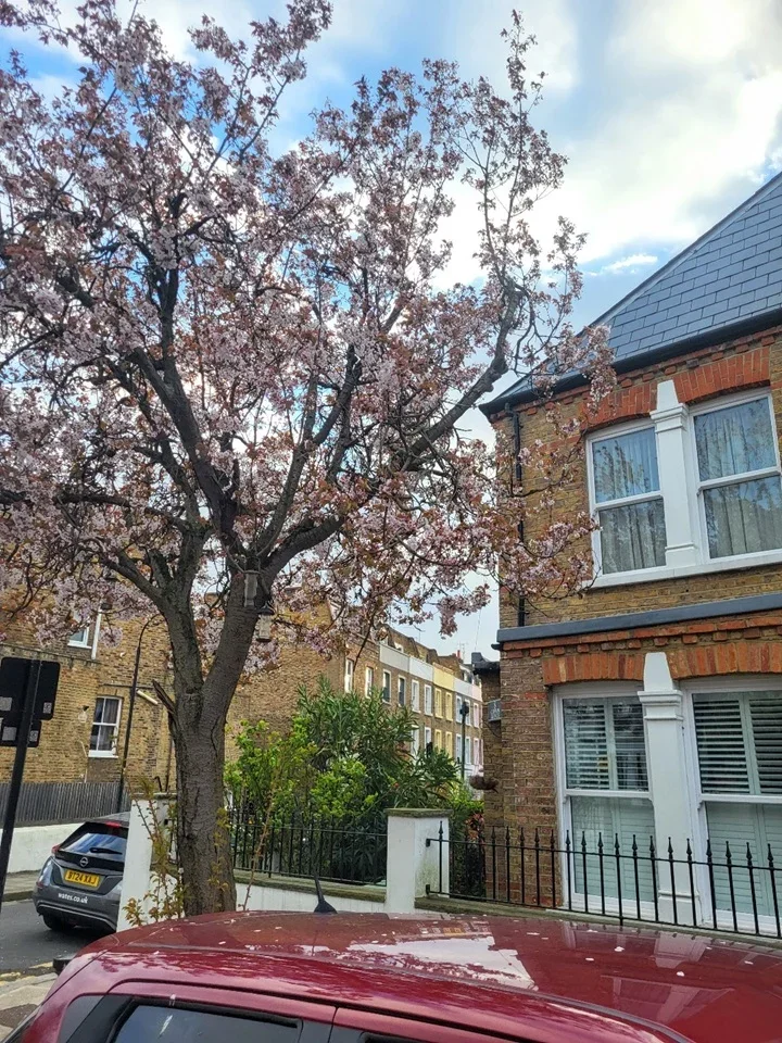 Flat Askew Crescent in Greater London