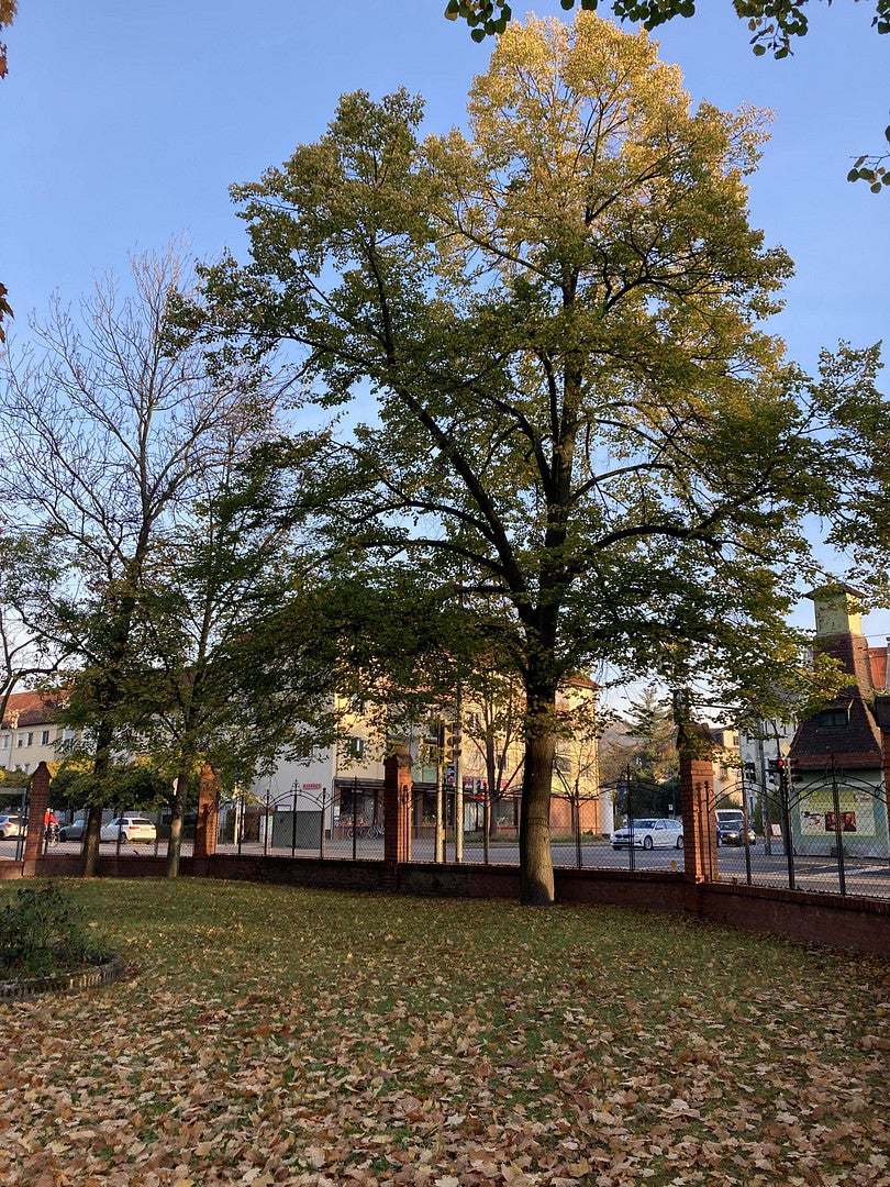 Wohnung Zinzendorfstraße in Radebeul