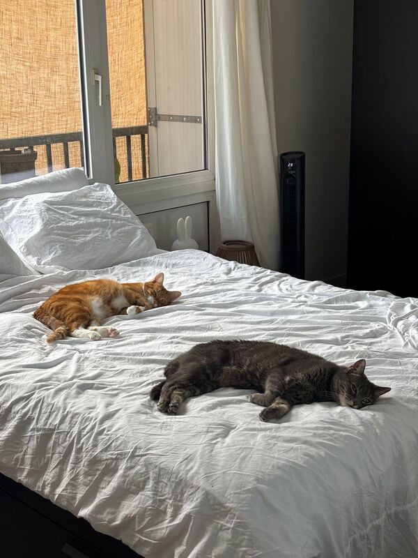 Appartement Tasmanstraat 17