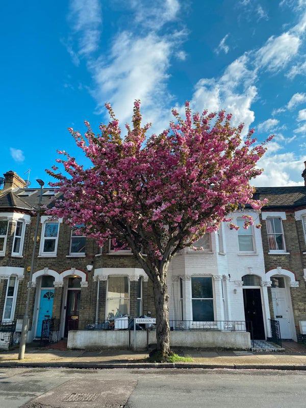 Room Kerrison Road in Greater London